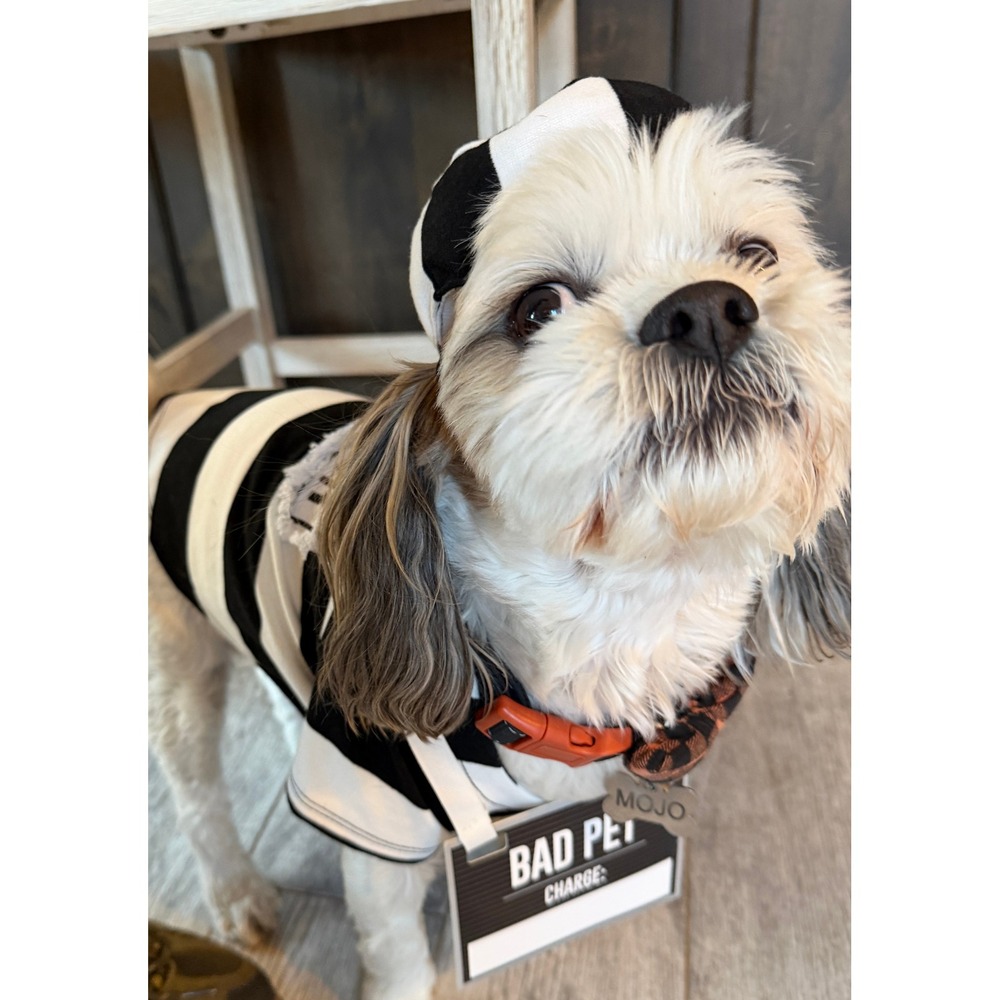 Bootique Prisoner Pet Costume Medium Halloween Striped Jailbird Dog Cat Outfit